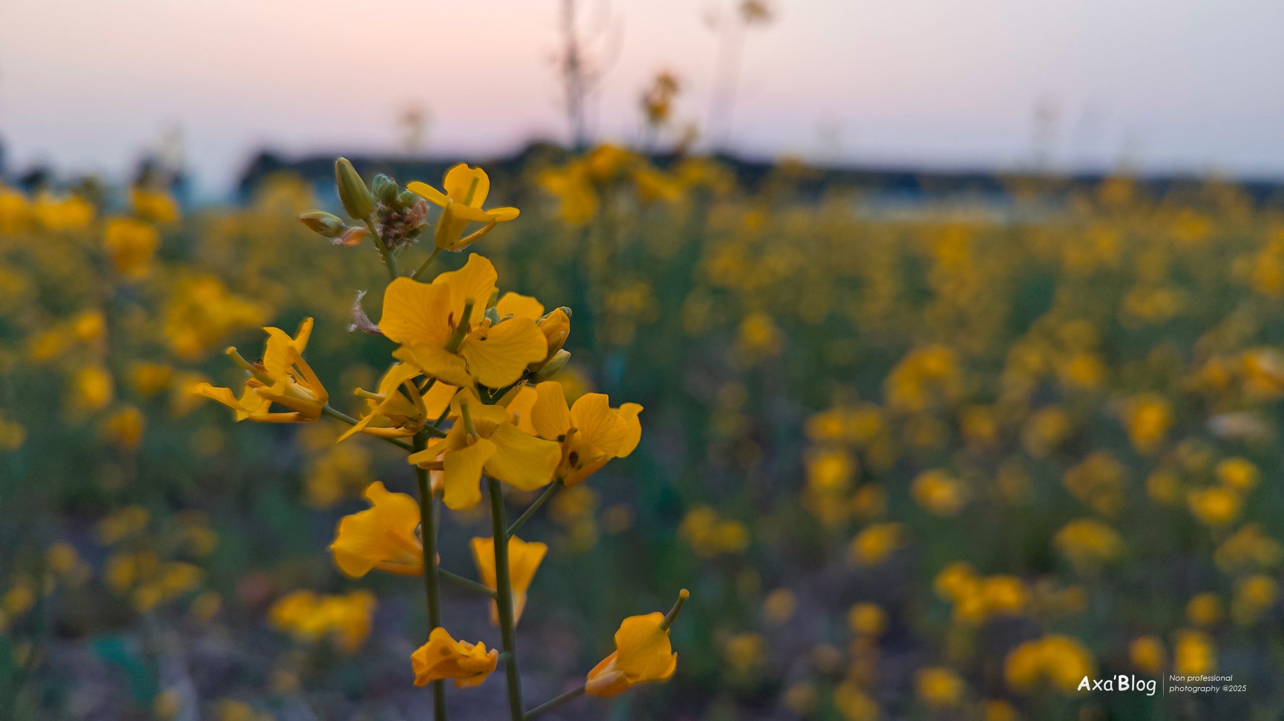人间忽晚四月天