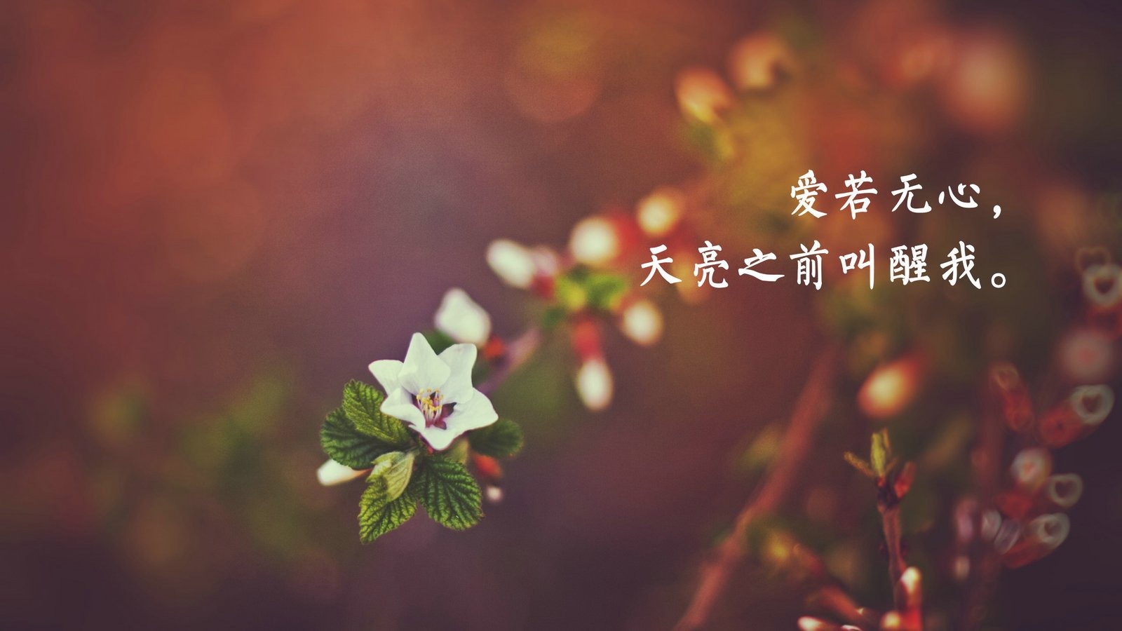 请以我的方式来爱我